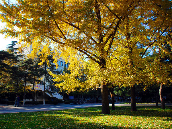 中国农业大学