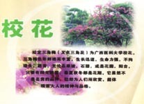 广西医科大学