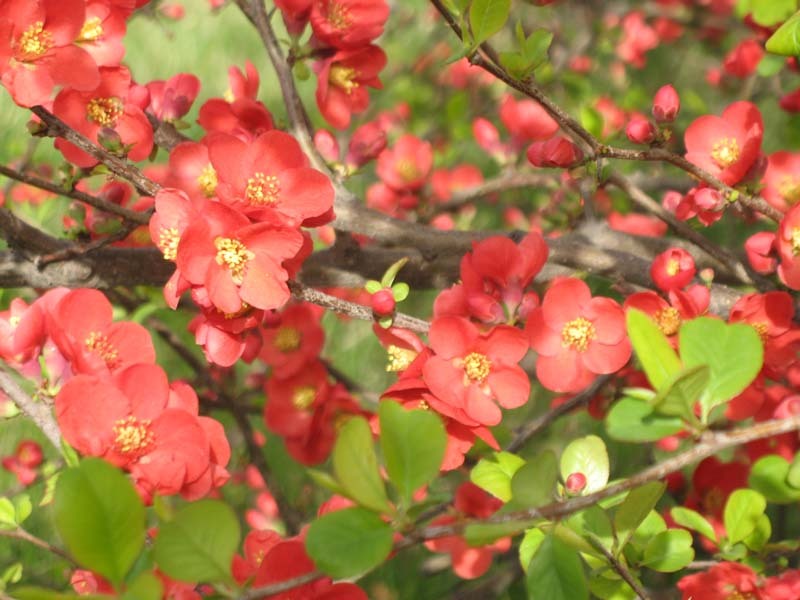 伊犁师范学院