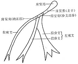 心律失常