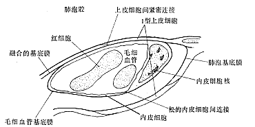 肺水肿