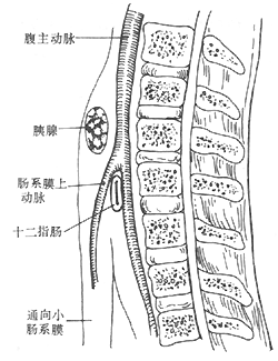 十二指肠壅积症