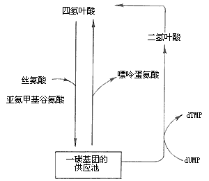 巨幼细胞性贫血