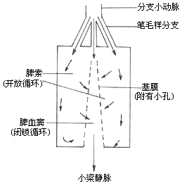 脾功能亢进症