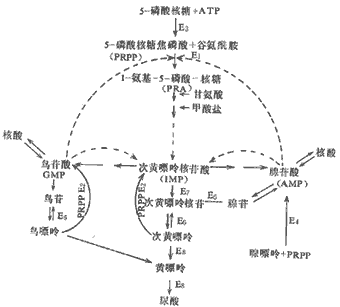 痛风及高尿酸血症