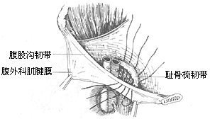 股疝