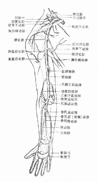 断肢再植