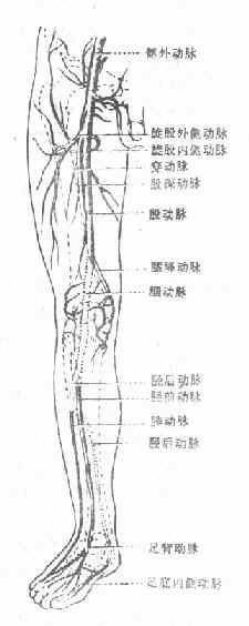 断肢再植