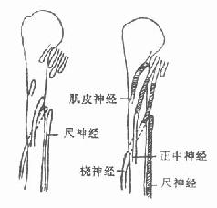 周围神经损伤