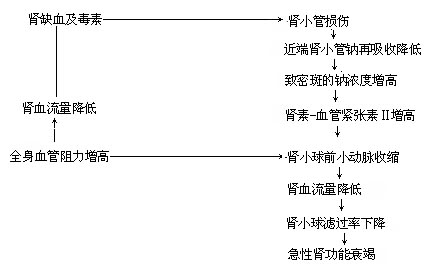 急性肾功能衰竭