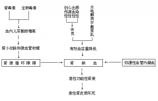 急性肾功能衰竭