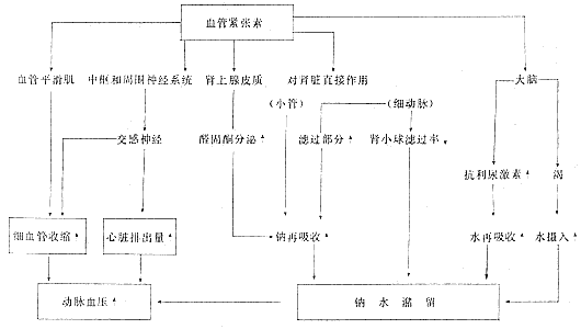 肾血管性高血压