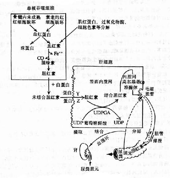 黄疸