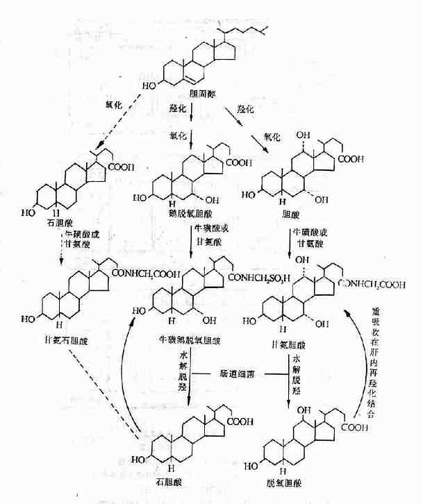 黄疸