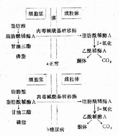 代谢性酸中毒