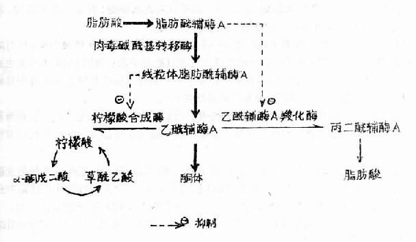 代谢性酸中毒