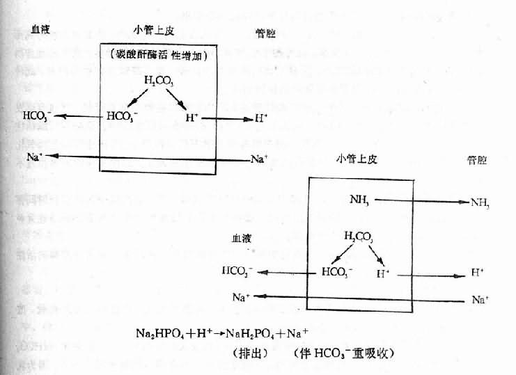 代谢性酸中毒