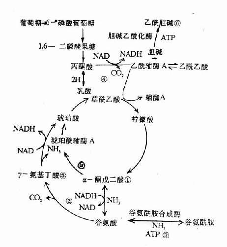 肝性脑病