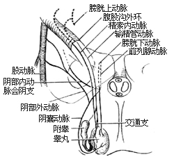 一般腹股沟斜疝修复术图片