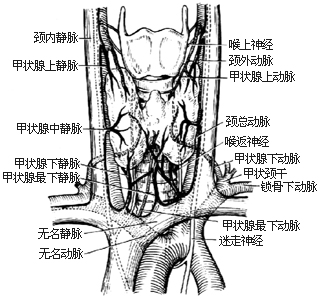 甲状腺次全切除术图片