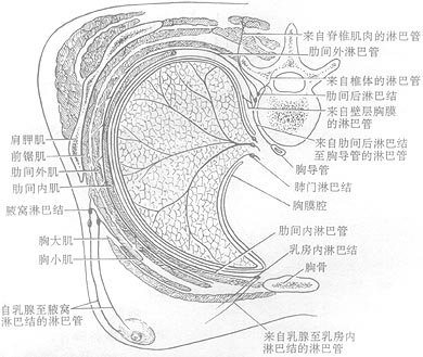 乳癌根治术图片