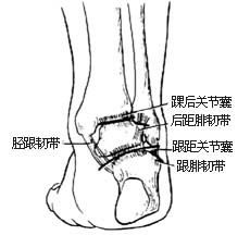 踝后关节囊切开术图片