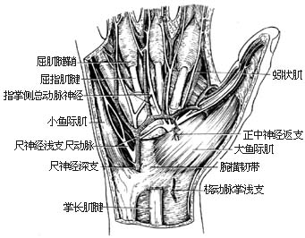 化脓性滑囊炎切开引流术图片