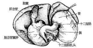 先天性胆总管囊肿手术图片