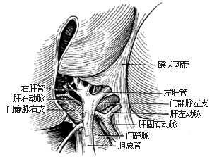 右半肝切除术图片