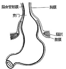 食管裂孔疝修补术图片