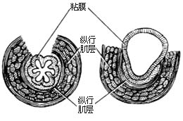 食管贲门肌层切开术图片