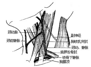 胸锁乳突肌切断术图片