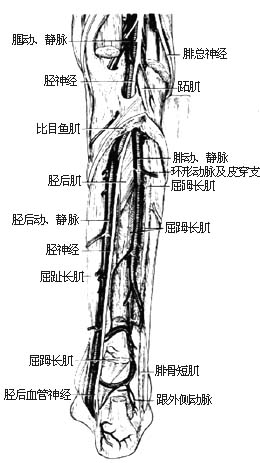 吻合血管的腓骨皮瓣切取术图片