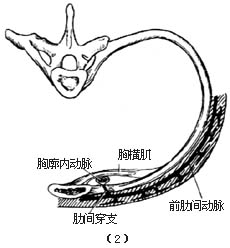 吻合血管的肋骨切取术图片