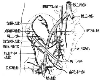 吻合血管的髂骨切取术图片