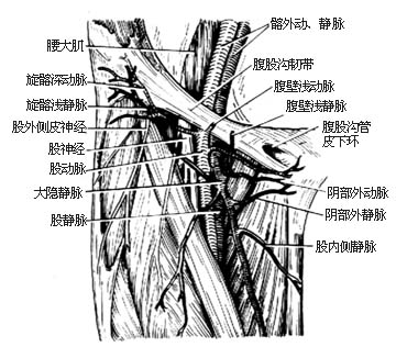 吻合血管的髂骨切取术图片