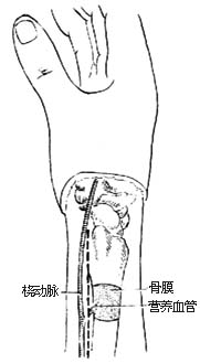 吻合血管的桡骨骨膜切取术图片