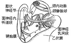 面神经手术图片