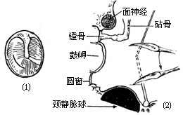 鼓膜穿刺、切开及置管术图片