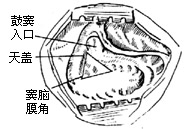 单纯乳突凿开术图片