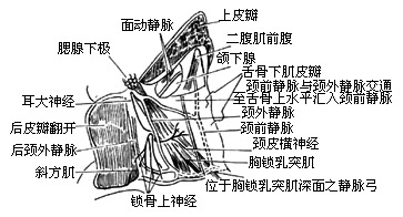 半舌（颌）颈联合清除术图片