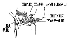 半舌（颌）颈联合清除术图片