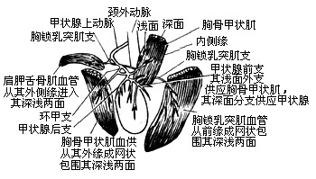 舌骨下肌皮瓣舌重建术图片