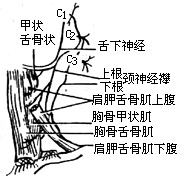 舌骨下肌皮瓣舌重建术图片