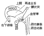 舌骨下肌皮瓣舌重建术图片