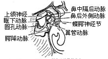 经上颌窦颌内动脉结扎术图片
