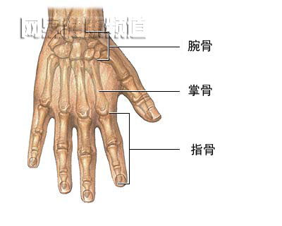 蹼指修复术图片