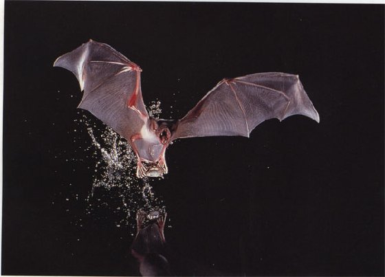 食鱼蝙蝠――大足鼠耳蝠