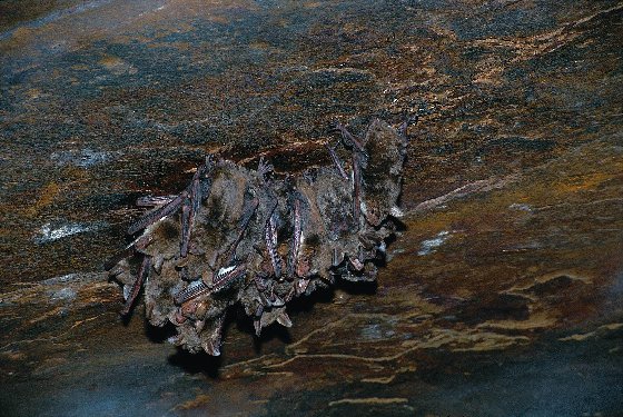 食鱼蝙蝠――大足鼠耳蝠
