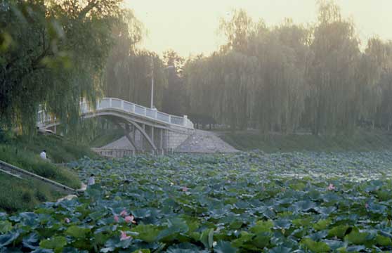 紫竹院公园